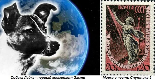 Первая собака в спутнике. Космосе собака лайка СССР. Первая собака космонавт лайка. Собака лайка 1957. Лайка космонавт 1957.