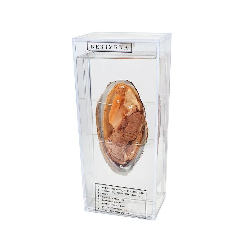 Влажный препарат тритон. Влажный препарат внутреннее строение рыбы. Влажный препарат внутреннее строение рыбы. Влажный препарат внутреннее строение рыбы. Влажный препарат карась.