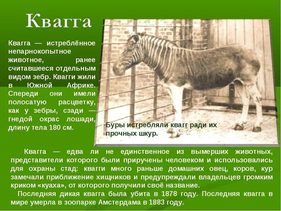 В каком году вымерли животные. Непарнокопытное квагга. исчезающие животные из красной книги. животные из красной книги которые вымерли. вымершие животные красной книги россии.
