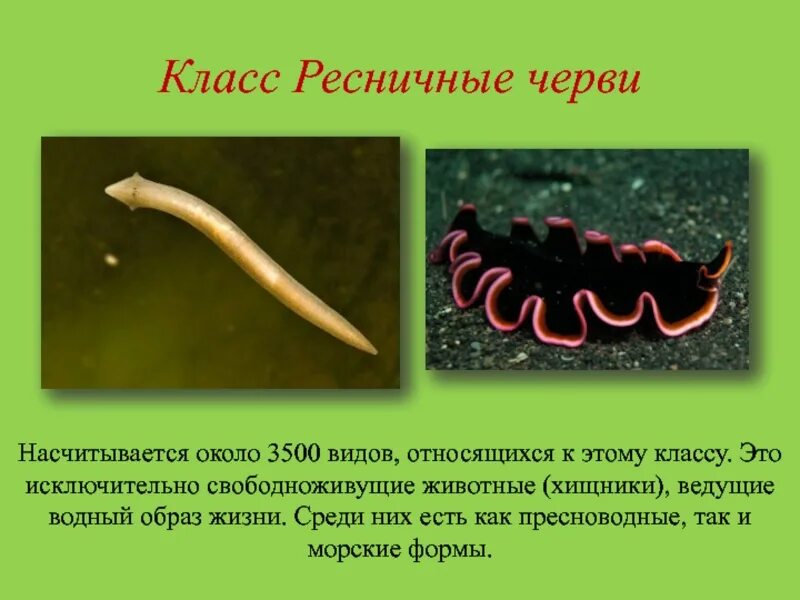 Класс ресничные форма тела. Свободноживущие ресничные черви. ресничные черви свободноживущие хищники. образ жизни плоских червей ресничных. к классу ресничные черви относятся.