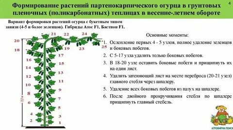 Какое расстояние между посадками огурцов