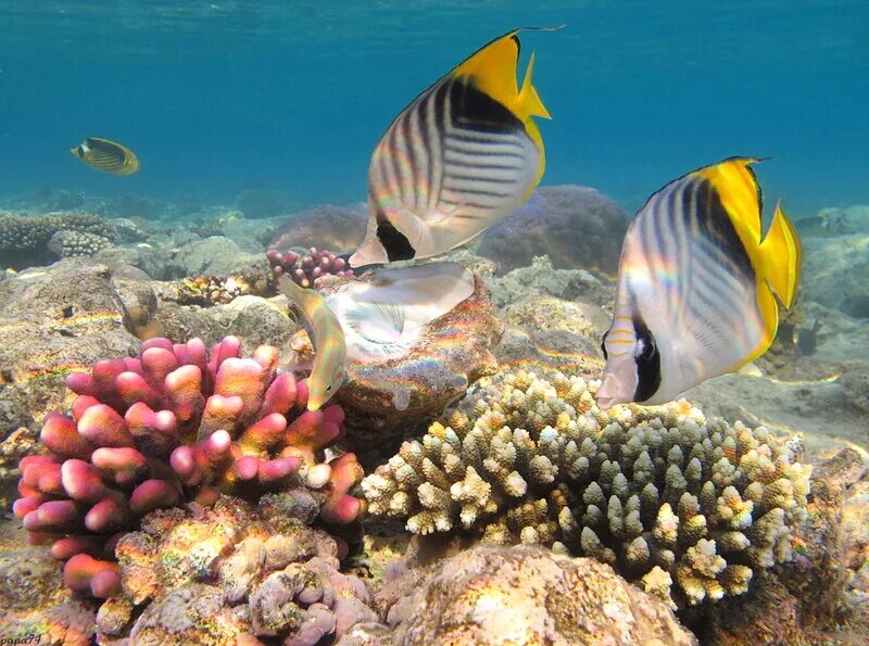 рыба камень шарм эль шейх. акулья бухта шарм-эль-шейх. рыбы шармаль шейха. акулий риф шарм-эль-шейх. рыбки в шарм эль шейхе.