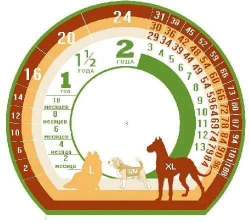 Возраст собаки по человеческим меркам таблица. Собачий год по человеческим меркам. Собачьи года. 6 Лет собаки по человеческим меркам.
