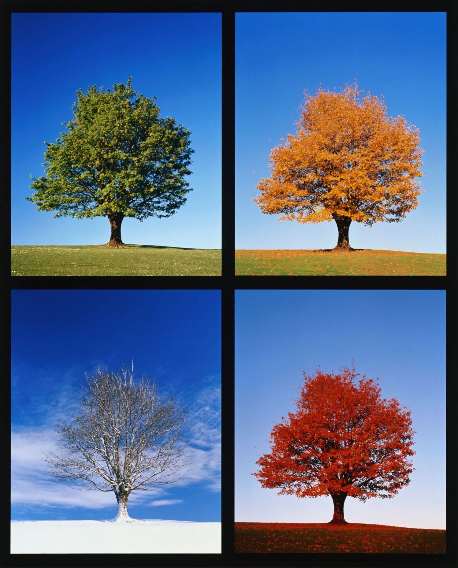 Seasons trees