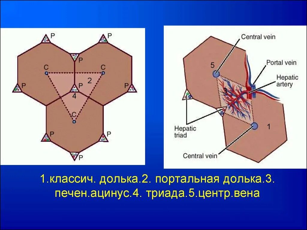 Портальный ацинус. Портальный ацинус. Строение ацинуса печени. Портальная долька и ацинус печени гистология. Портальный ацинус.