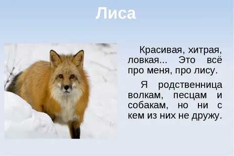 Описание лисы 4 класс окружающий мир впр