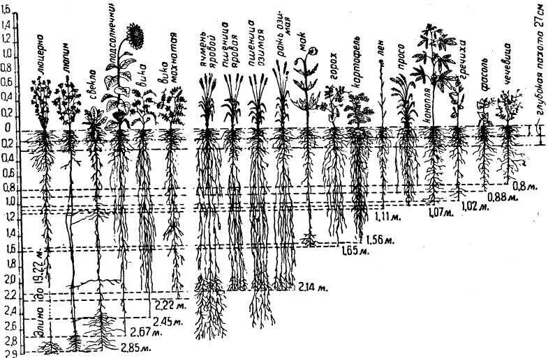 Глубь корень. Корневая система деревьев схема.