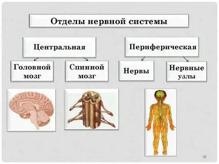 Периферические ткани это