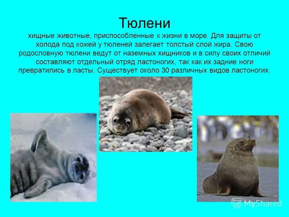 животные антарктики презентация. пингвин приспособление к среде. животные антарктиды презентация. как приспособились животные к жизни в антарктиде. животный мир холодных районов.