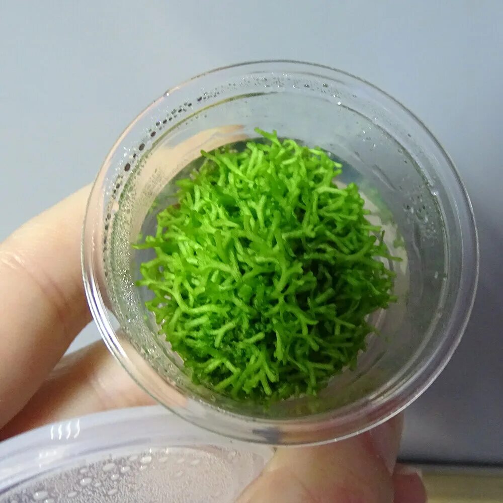 меристемные аквариумные. Rotala macrandra mini pink. меристемные растения питер. меристемные растения. погостемон мидл грин аквариумное растение.