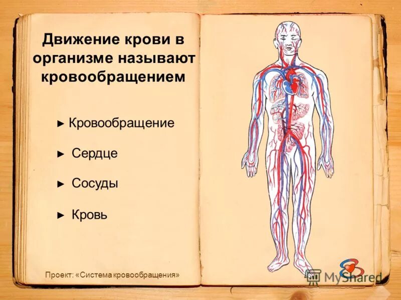 Время движения крови. Циркуляция крови в организме. Движение крови. Движение крови по организму человека. Передвижение крови.