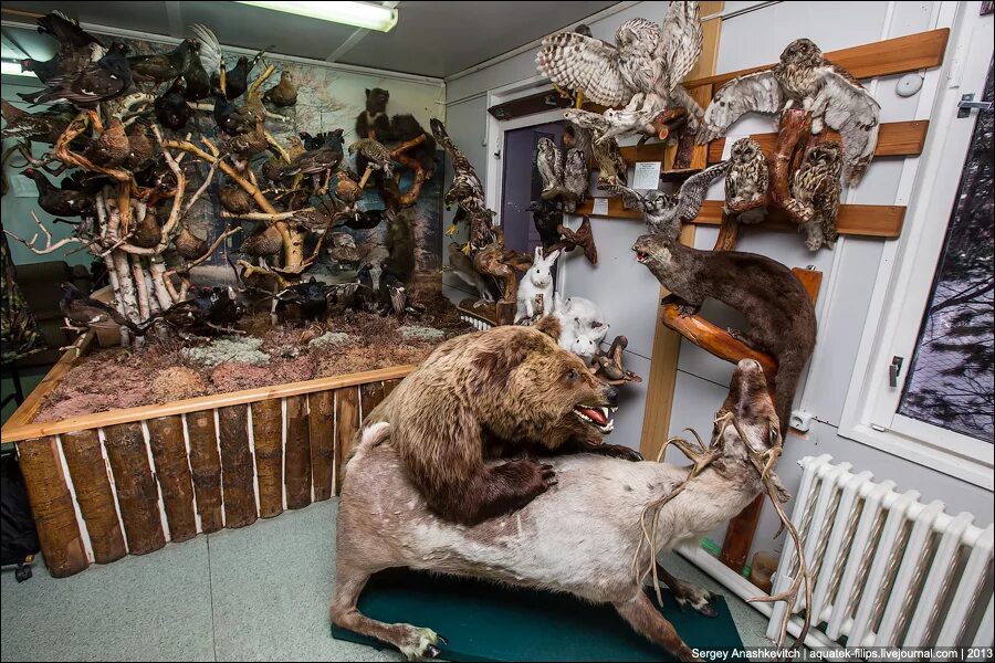 дарвиновский музей в москве. дарвиновски1 дарвиновский музей. дарвиновский музей экспонаты. музей с чучелами животных. зоологический музей ннгу.