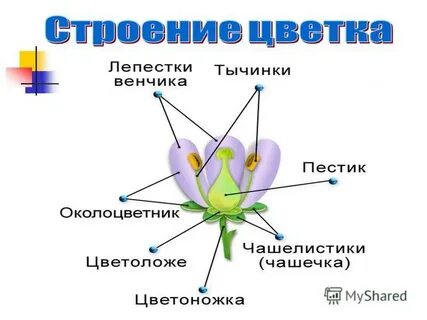 Совокупность лепестков цветка называется