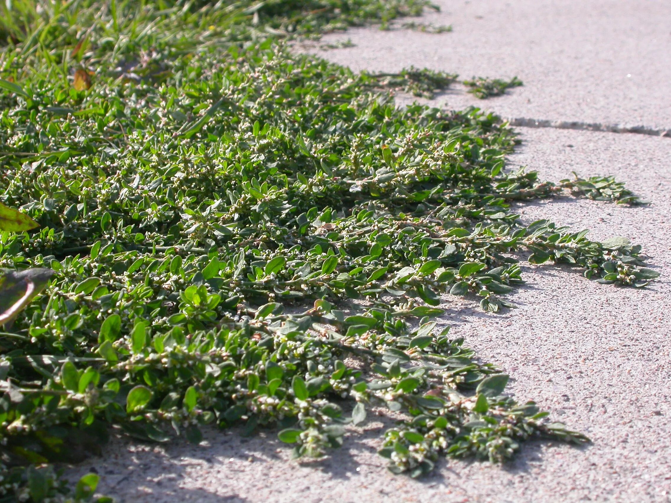 Горец птичий спорыш. Горец птичий (Polygonum aviculare). Горец птичий (спорыш) (Polygonum aviculare). Трава мурава Горец птичий.