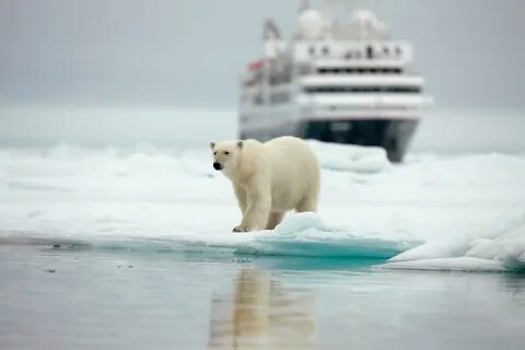 Chumleys bear cruises