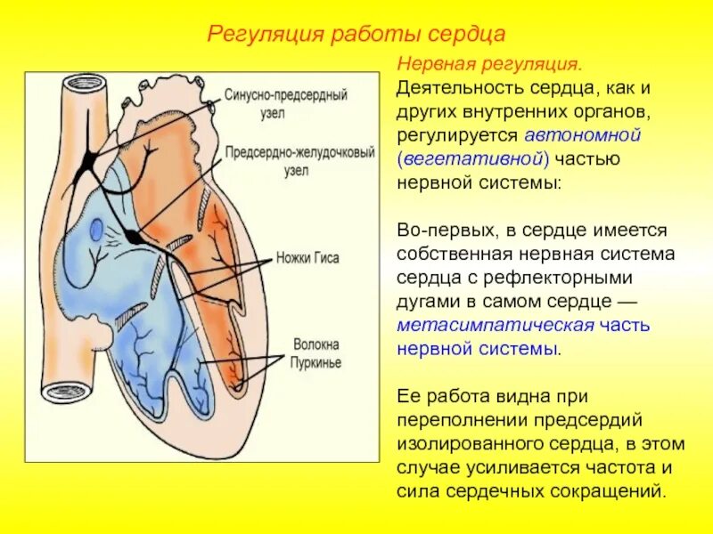 Регулирует сердечную деятельность