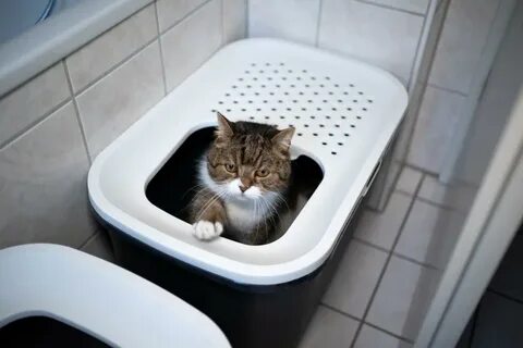 Кот часто ходит в лоток
