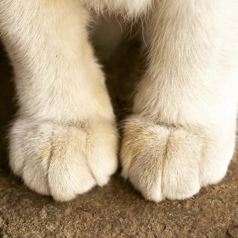 Фотография лапки. Кошачья лапка. Лапа животного. Белая лапа. Пушистые лапки.