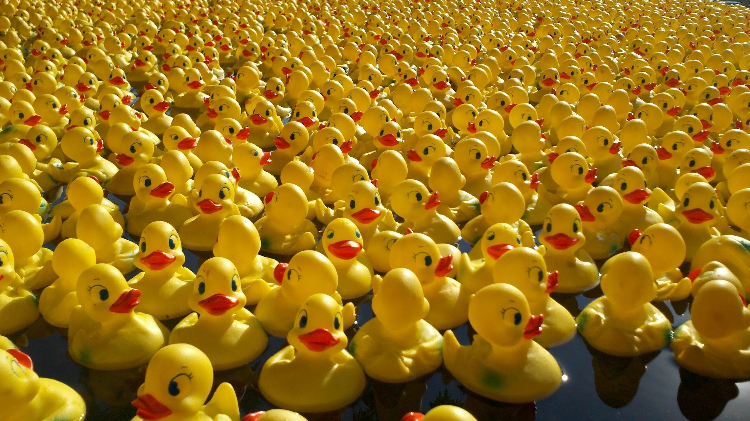 Many ducks