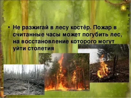 Чем опасен костер для природы