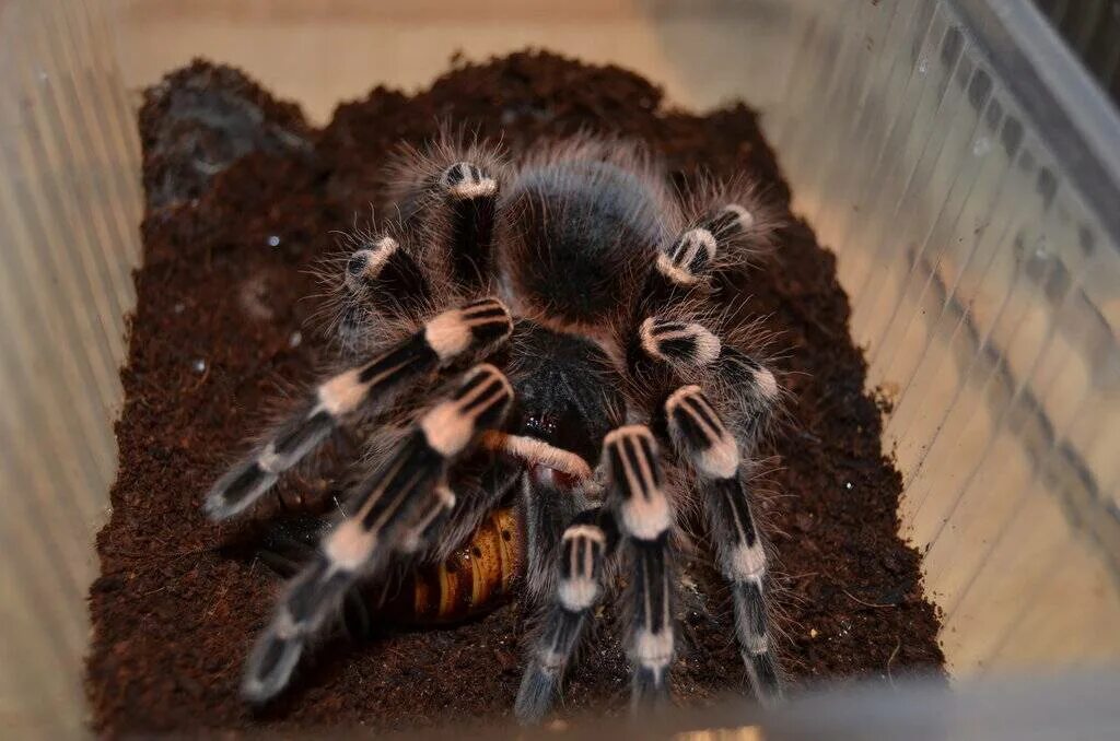 Условия содержания птицееда. Паук птицеед зоофобус. nhandu coloratovillosus. тараканы для паука птицееда. поилка для паука птицееда.