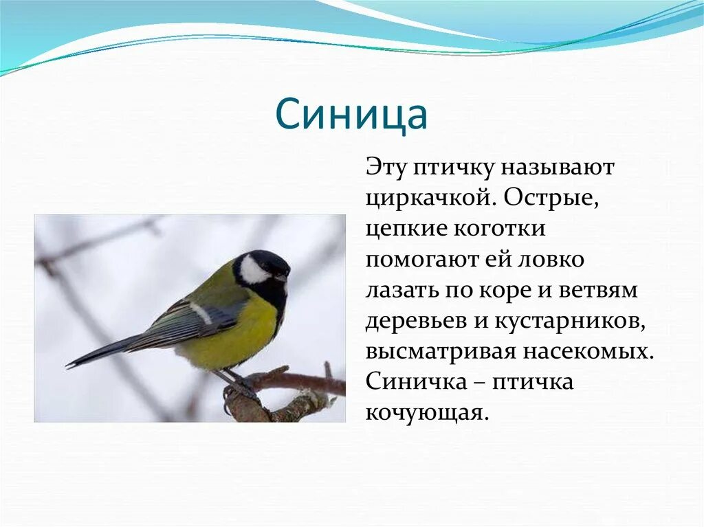 Описание птиц 1 класс. Синичка рассказ для детей. текст описание про синичку. синица описание птицы. синичка описание птицы для детей.