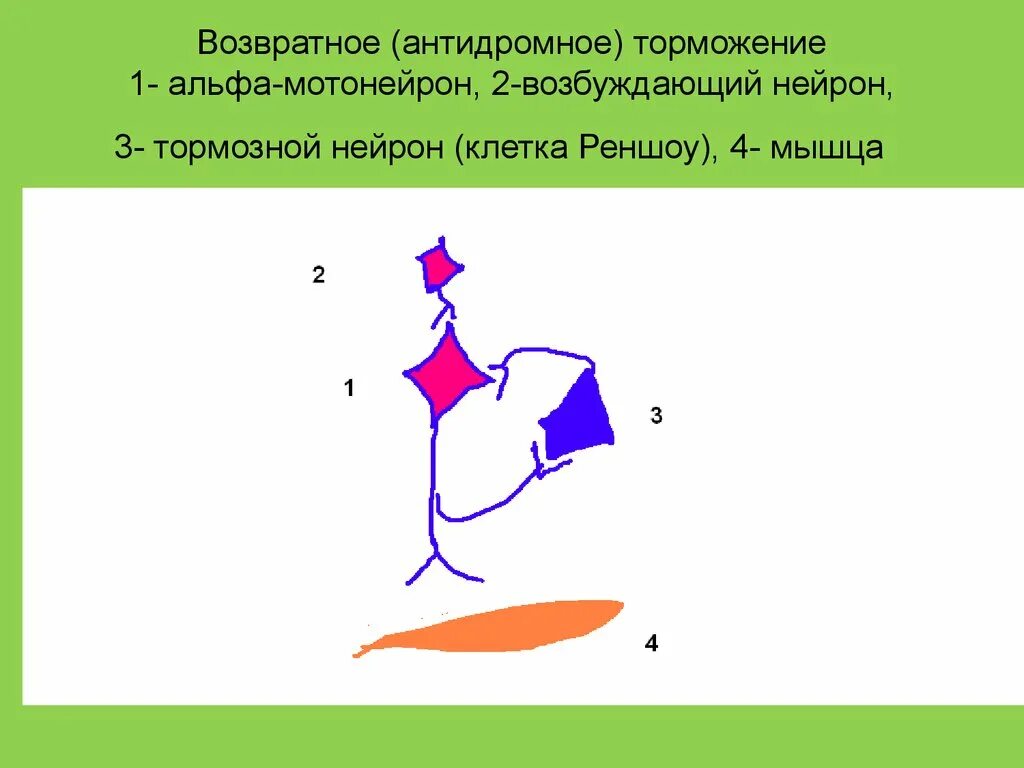 Антидромное торможение. Возвратное торможение клетки Реншоу. Клетки Реншоу. Возвратное торможение