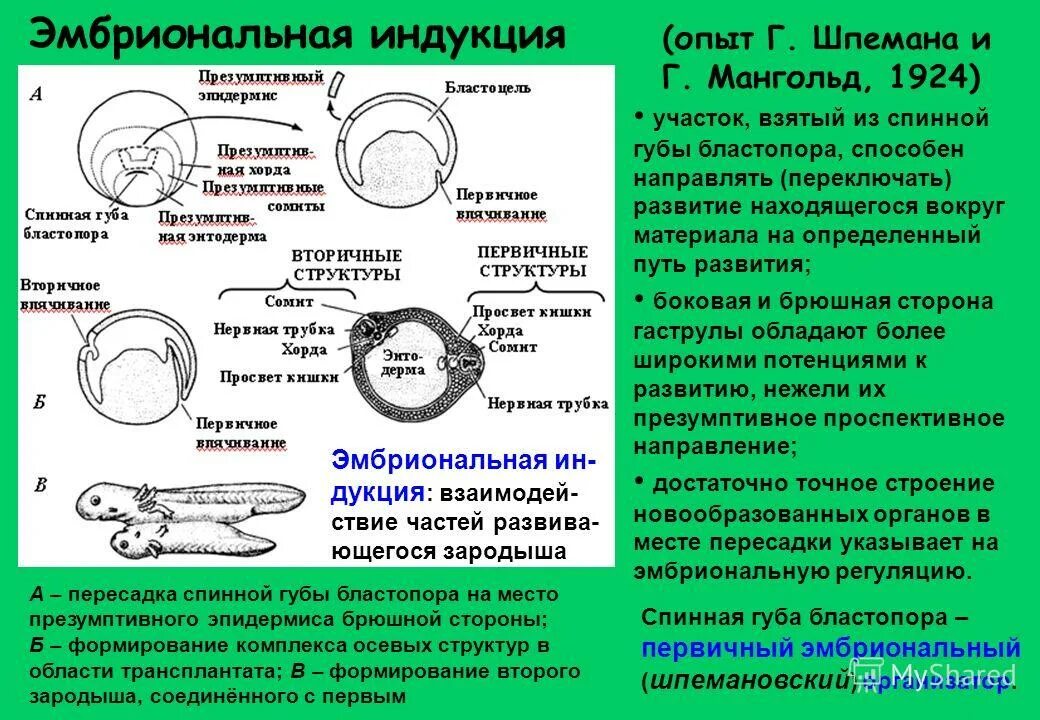 Детерминация клеток. Детерминация. Детерминация и дифференцировка. Детерминация. Дифференциация клеток.