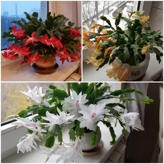 Комнатные цветы в декабре