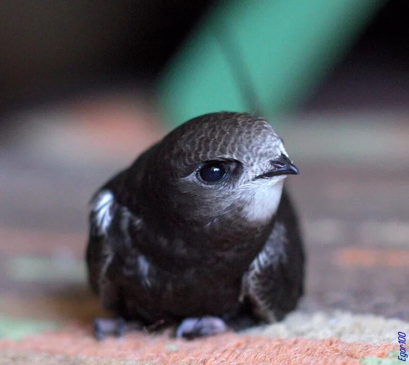 глаза птенца. птенец вороны новорожденный. попугай корелла птенец. козодой лягушкорот. чеглок птенец.