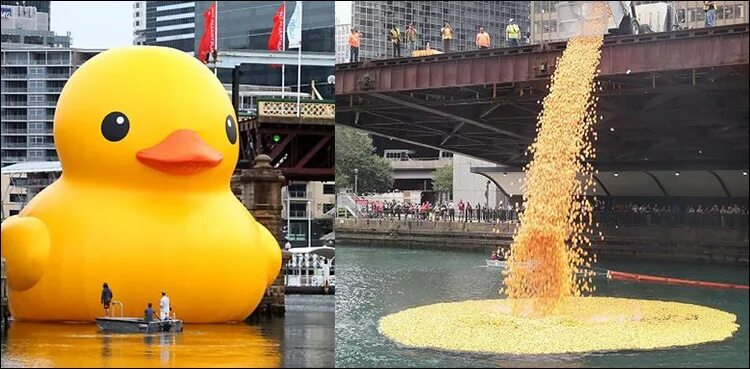 Duck dump. Duck dump