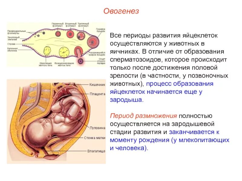 Образование яйцеклеток происходит в. Процесс развития яйцеклеток. Процесс образования яйцеклеток у животных. Оогенез.