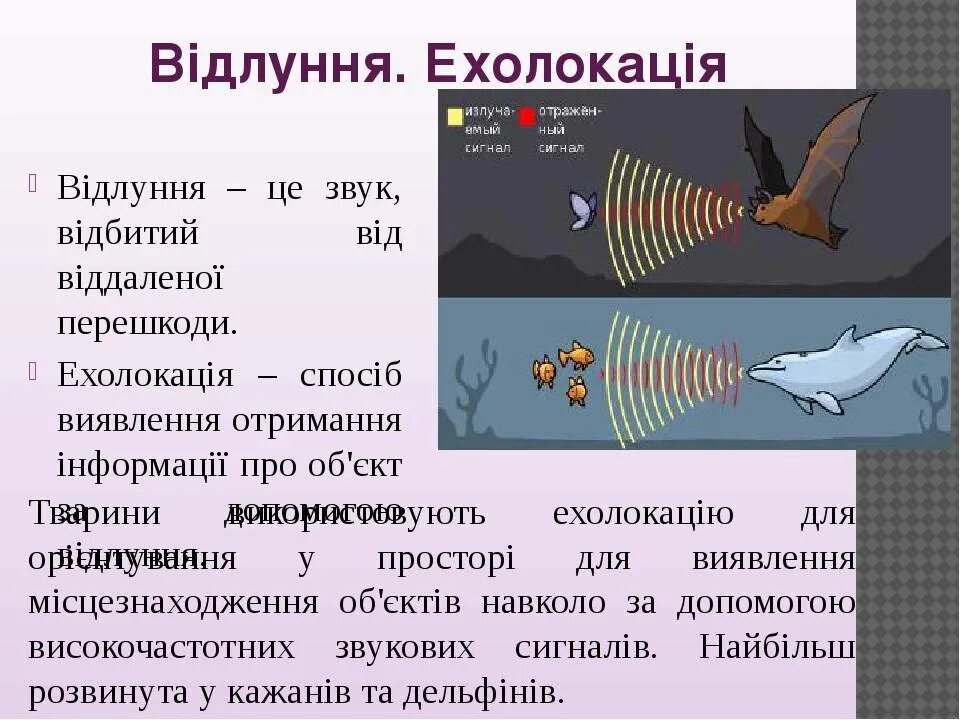 Слышу ультразвук. Ультразвук в природе эхолокация. Ультразвук у животных. Эхолокация в технике. Звук инфразвук ультразвук.