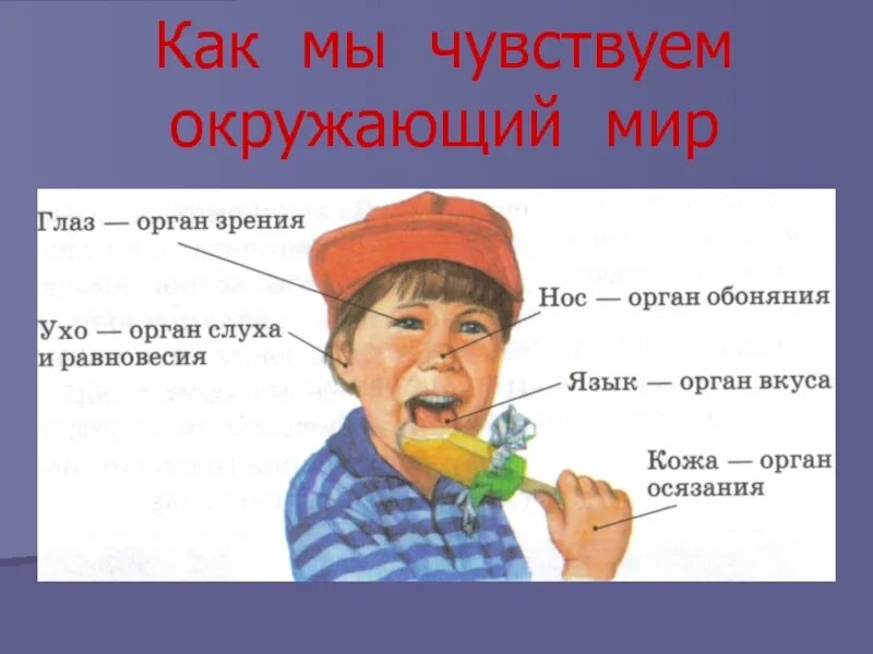 Мир чувств определение. Окружающий мир органы чувств. проект органы чувств. органы чувств человека 3 класс окружающий мир. органы чувств 3 класс презентация.