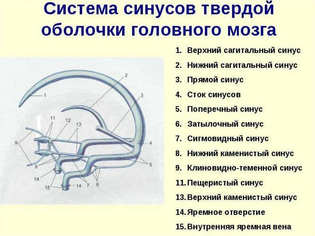 Синусы твердой оболочки мозга. Синусы твердой мозговой оболочки схема. Схема венозных синусов твердой мозговой оболочки. Синусы твердой оболочки головного мозга анатомия. Венозные синусы головного мозга схема.