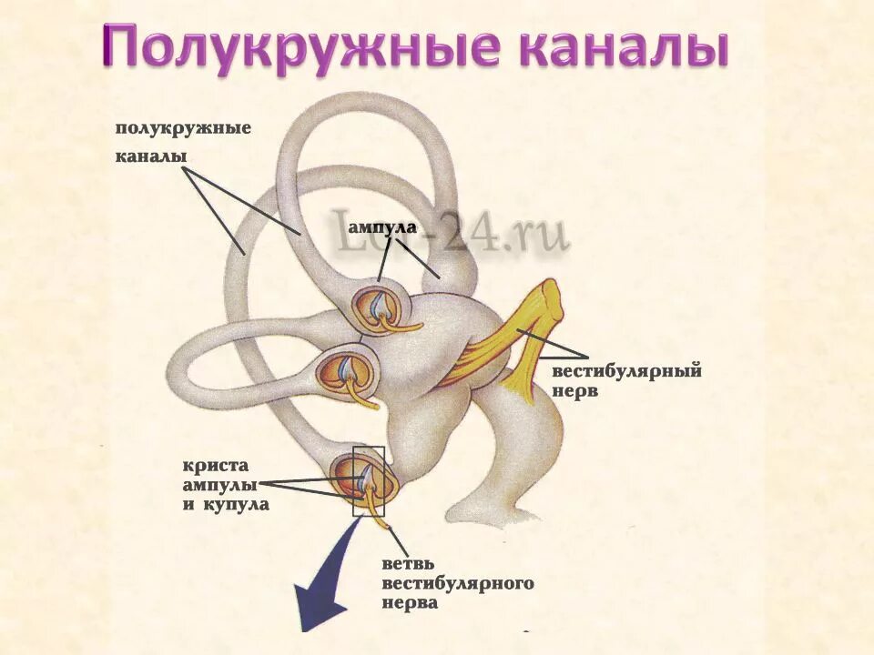 Какой цифрой обозначает вестибулярный аппарат. Полукружные каналы анатомия внутреннее ухо. Полукружные каналы внутреннего уха. Функции полукружных каналов вестибулярного аппарата. Улитка преддверие полукружные каналы.