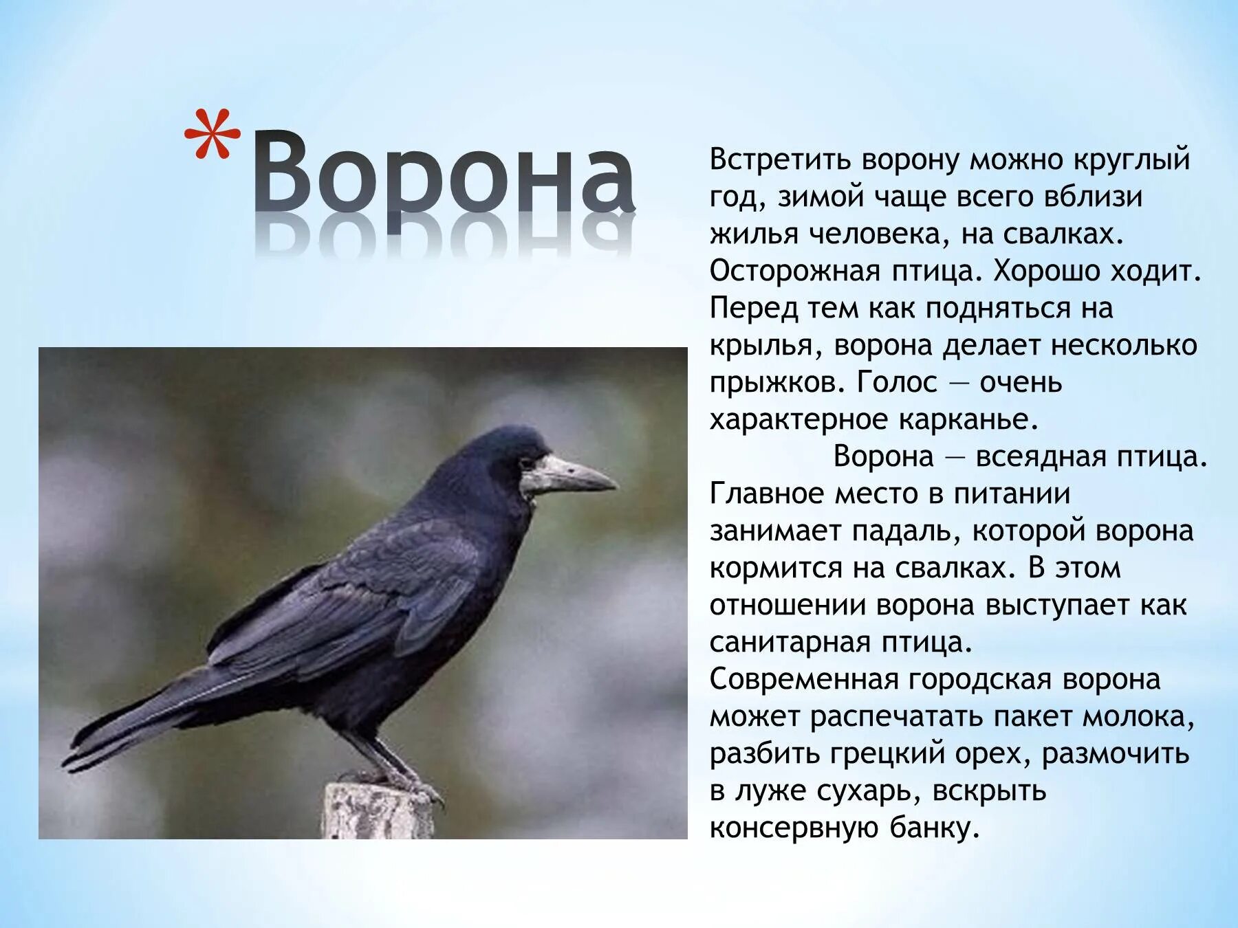 Птица ворон текст. Ворона описание птицы для детей. описание вороны. ворон описание. рассказать про ворону.