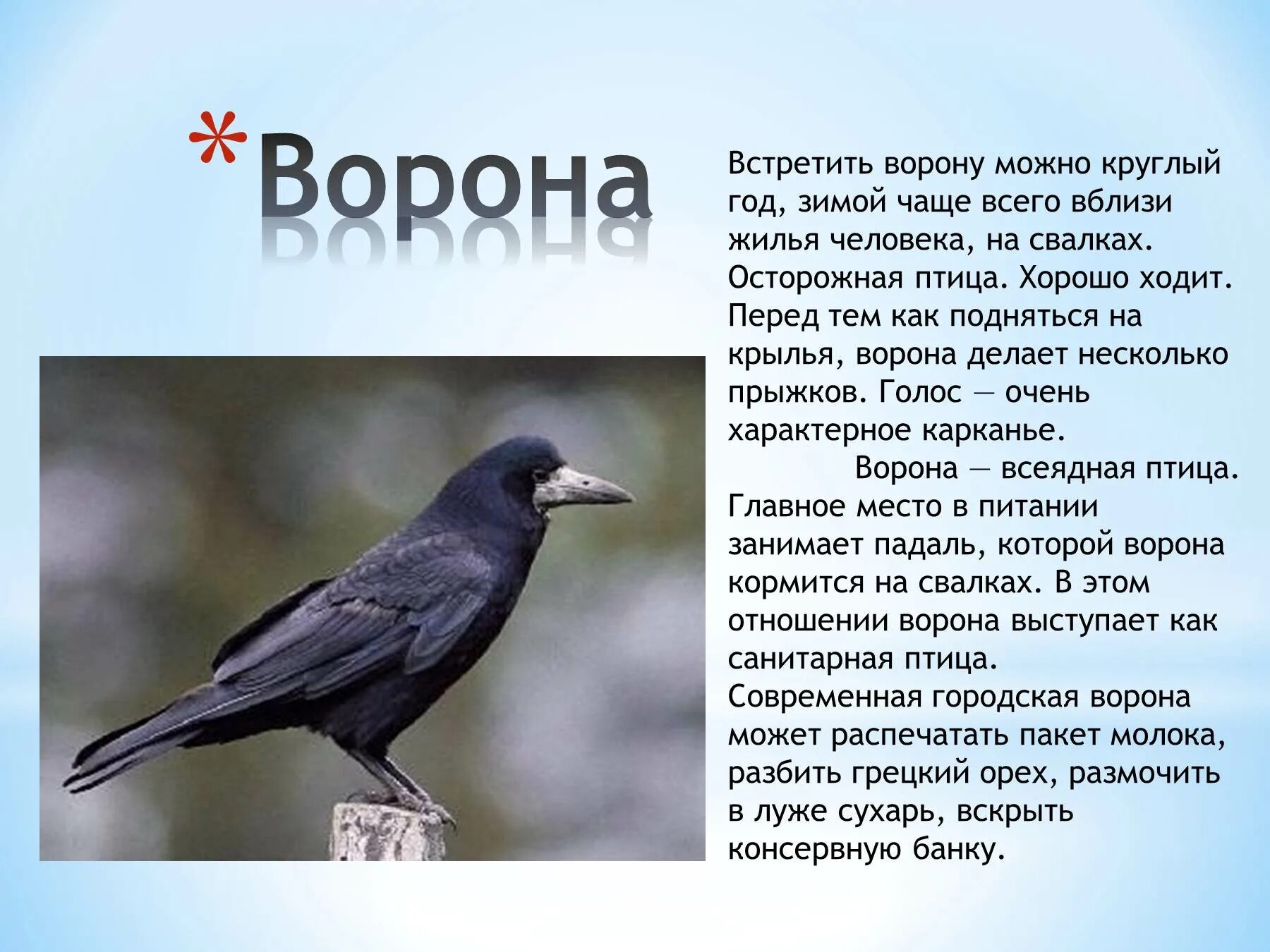 Ворона. Информация о вороне. Описание вороны. Ворона доклад.