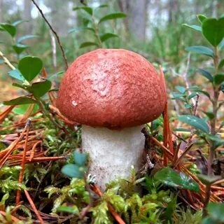 Красноголовики рецепты