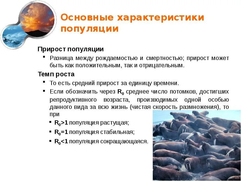 Прирост особей. Основные популяционные характеристики. экологические характеристики популяции. прирост популяции. основные параметры популяции.