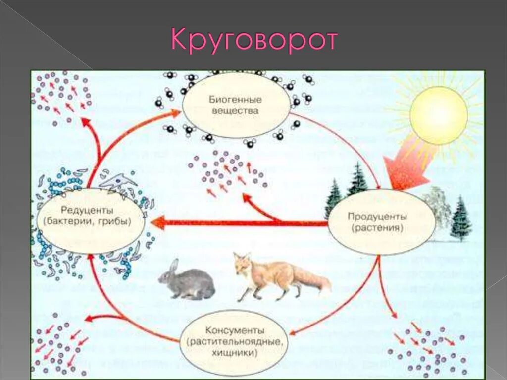 Модель демонстрирующая круговорот веществ в природе. Модель демонстрирующая круговорот веществ в природе 3 класс. Схема круговорота веществ. Круговорот схема. 4 круговорот веществ в природе