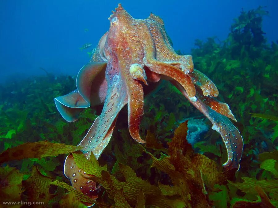 Чернила головоногих моллюсков. Головоногие моллюски. Giant Cuttlefish. Каракатица. Фото головоногих моллюсков.