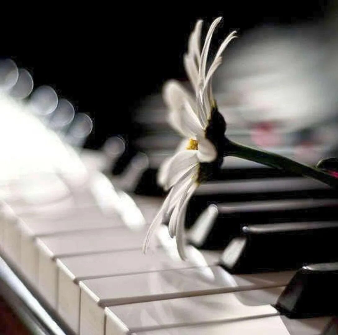 Музыка жизни видео. Красивое пианино. Фортепиано. Клавиши пианино. Фортепиано и цветы.