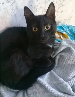 Кот барсик 900 котенок белый 210