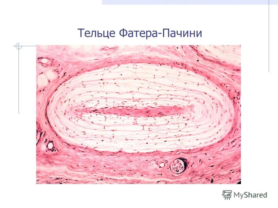 Тельца фатера пачини препарат. Пластинчатые тельца фатера-пачини. Строение тельца фатера пачини. Пластинчатое тельце фатера-пачини. Тельца фатер-пачини являются рецепторами.