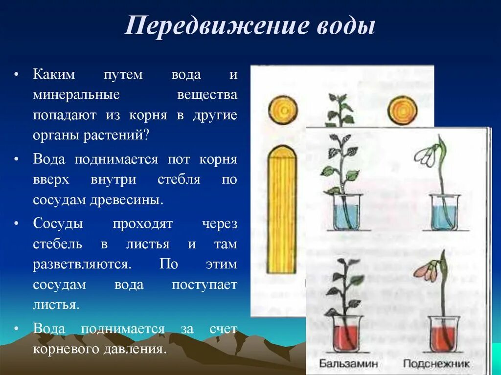 По какой части стебля передвигается вода. Передвижение воды по растению. Передвижение воды по стеблю опыт. Передвижение воды и Минеральных веществ по стеблю. Вода передвигается в растениях по.