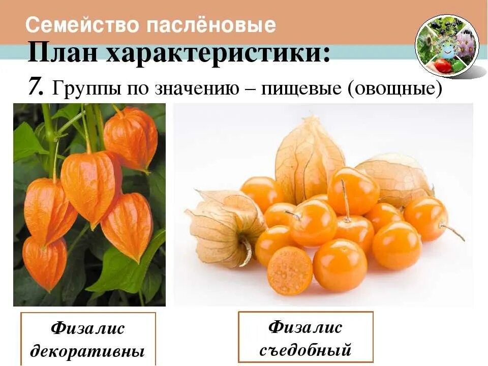 Название плодов пасленовых. Двудольные растения пасленовые. физалис пасленовые. строение плода пасленовых. плод коробочка у пасленовых.