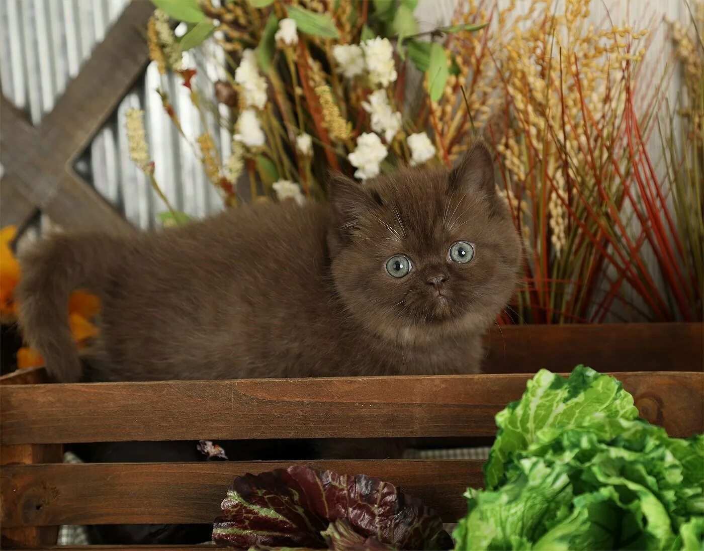 Шоколадный персидский кот. Шоколадная Персидская кошка. Персидский Кол шоколадный. Йоркская шоколадная. От персидской кошки с шоколадной окраской