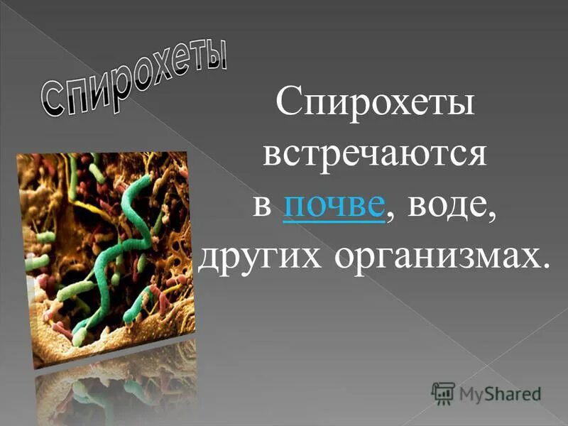 дает другим организмам