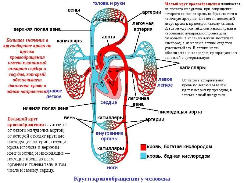 Большой и малый круг кровообращения схема. Сосуды сердца малый круг кровообращения. Малый круг кровообращения строение схема. Малый и большой круг кровообращения человека 3 класс. От легких по сосудам течет кровь насыщенная